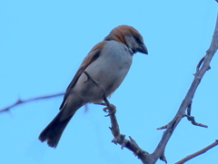Passer motitensis motitensis