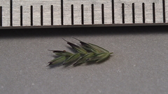 Eragrostis curvula