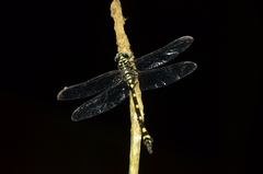 Ictinogomphus rapax
