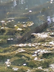 Lepisosteus oculatus