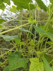 Pseudovates arizonae