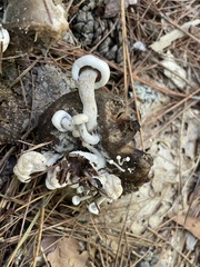 Asterophora lycoperdoides