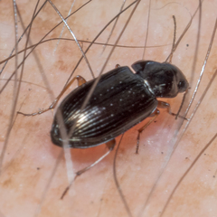Selenophorus