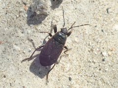 Pyrrhocoris marginatus