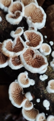 Crepidotus