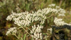 Eupatorium