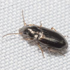 Selenophorus