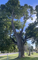 Acer platanoides