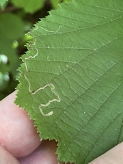 Stigmella