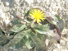 Taraxacum serotinum