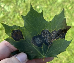 Acer platanoides