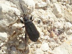 Pyrrhocoris marginatus