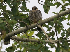 Falco amurensis
