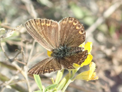 Plebejus argus