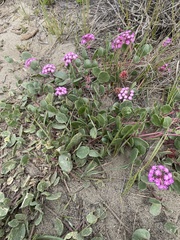 Abronia umbellata