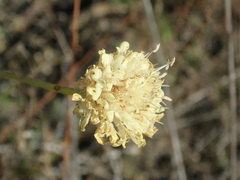 Cephalaria uralensis