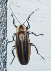 Photuris