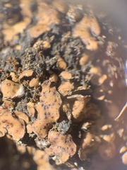 Placidium squamulosum