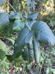 Toxicodendron radicans