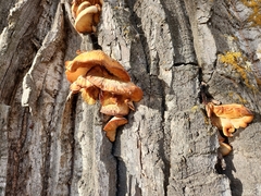 Phyllotopsis nidulans