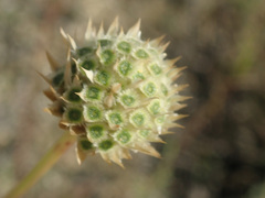 Cephalaria uralensis