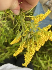 Oecanthus nigricornis