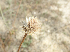 Cephalaria uralensis