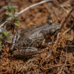 Scinax