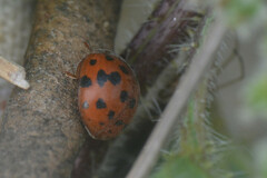 Subcoccinella vigintiquatuorpunctata