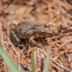 Scinax