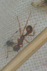 Myrmica