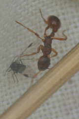Myrmica