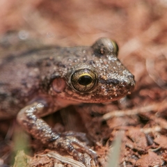 Scinax
