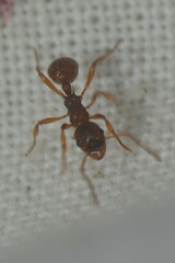 Myrmica
