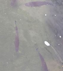 Squalius cephalus