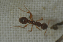 Myrmica