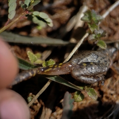 Scinax