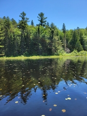 Chrysemys picta marginata