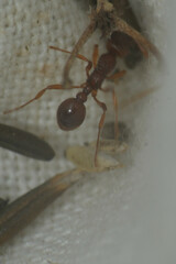 Myrmica