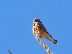 Falco rupicolus