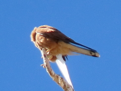 Falco rupicolus
