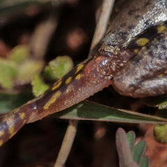 Scinax