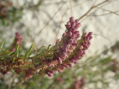 Hyssopus officinalis
