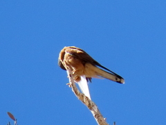 Falco rupicolus