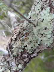 Punctelia bolliana
