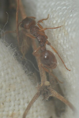 Myrmica