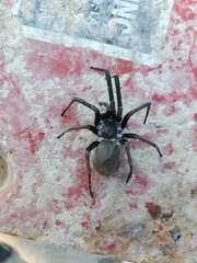 Kukulcania hibernalis