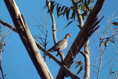 Patagioenas picazuro