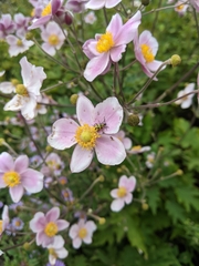 Eriocapitella hupehensis