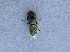 Stratiomyini